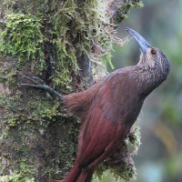 Strong-billed Woodcreeper